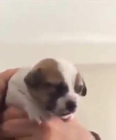 Puppy goes to veterinary for the first time