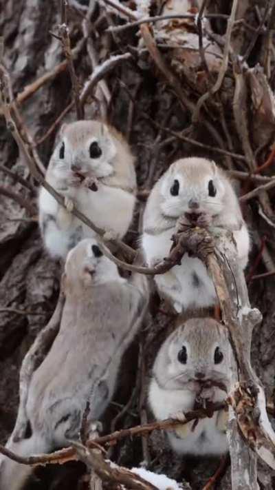 🔥 Japanese dwarf flying squirrels vibing in a tree
