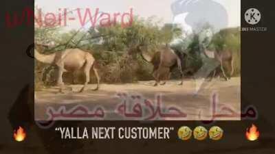 ❗️ قص شعر الخنزير السعودي القضيب❗️”hair cut be like” funny barbershop meme 480p yalla f4kuloah 🇸🇦 💥