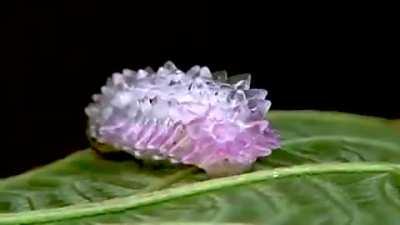 The unusual appearance of the jewel caterpillar imply toxicity, but it is actually harmless.
