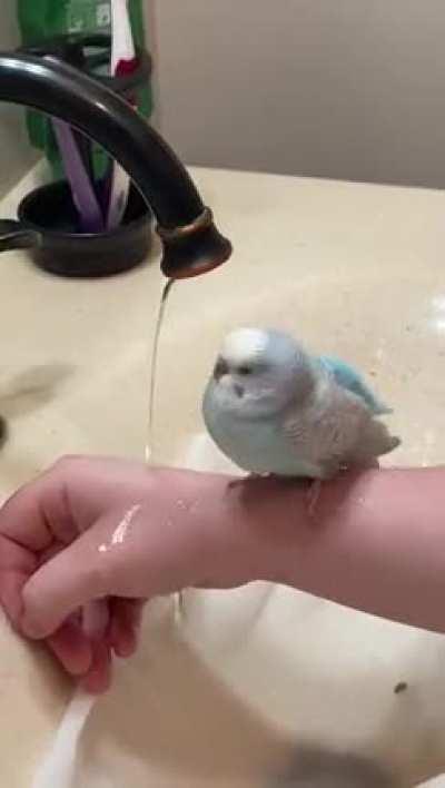 Mr. Poofs first bath after getting his cast off, I believe he forgot how to bathe haha 💙