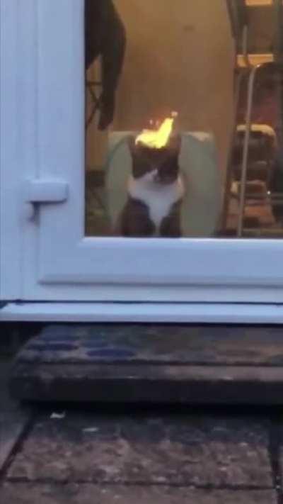 A cat with fire power!
