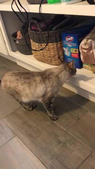 Penny wants her morning treats! She is one of two step cats that came with my new wife. This is how she normally talks but she doesn’t talk much. It’s was a rare to catch so many squeaks on video.