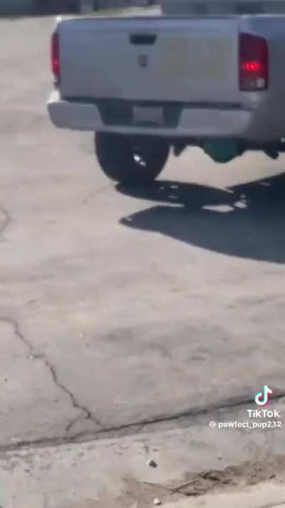 Honk for jesus trucker dumps dogs