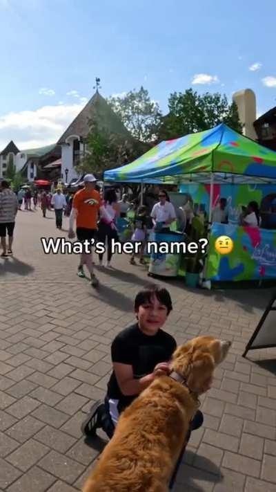 Nala the Golden Retriever gets recognized everywhere 