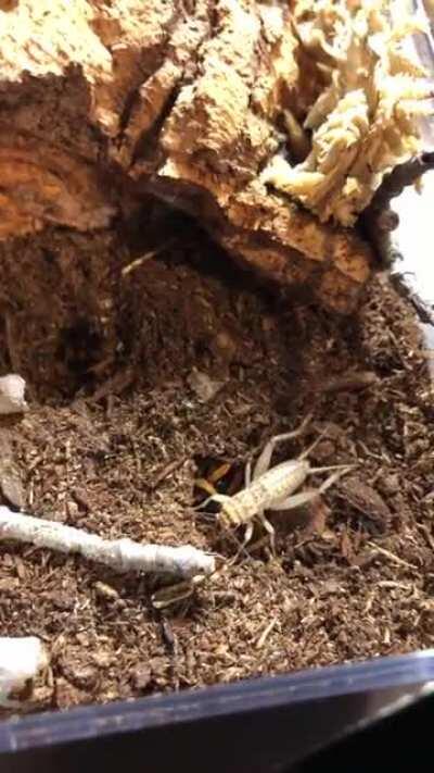 Dragged into the depths below, never to be seen again..