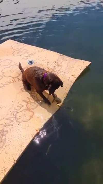 Observing the fishes