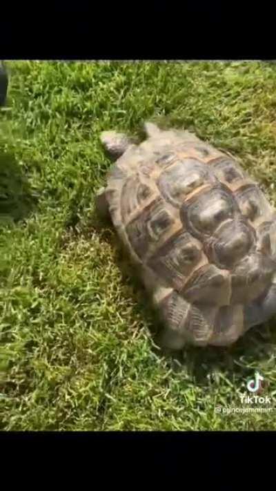 Cursed_Turtle