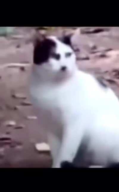 Cursed_kitty