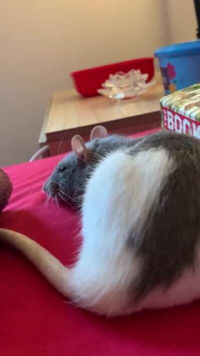 My sweet boggly girl 🥺💞🐀