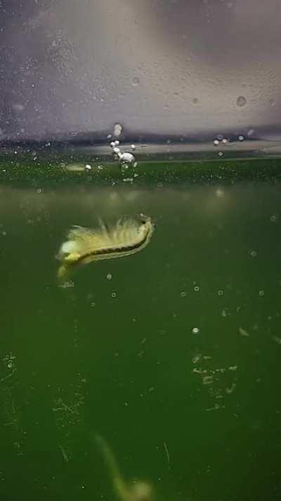 This is how I take videos of my Brine Shrimp