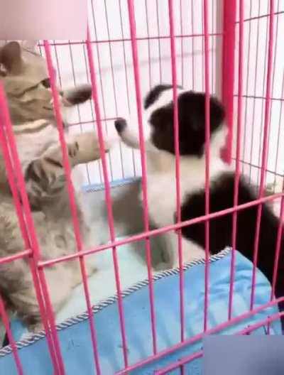 Cat headbutts doggo in a Hell in the Cell match