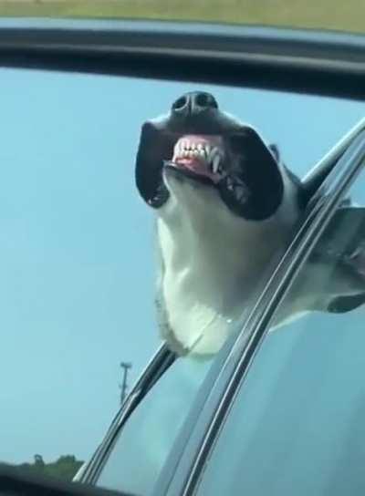 Enjoying the open road