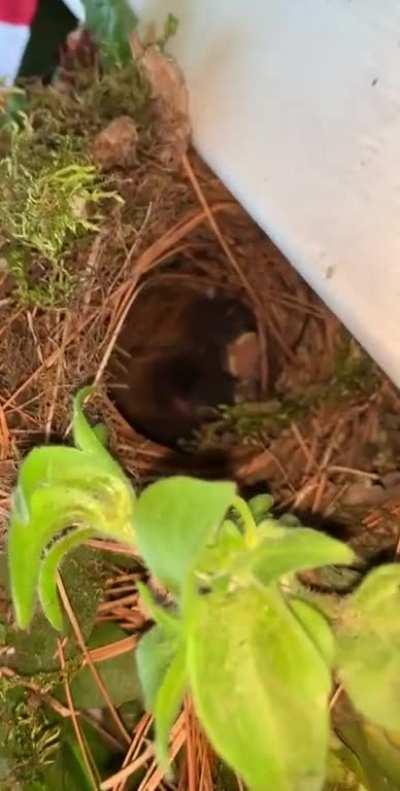 🔥 baby birds at my doorstep.