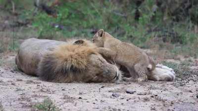 Cub trying to get his sleepy father's attention.
