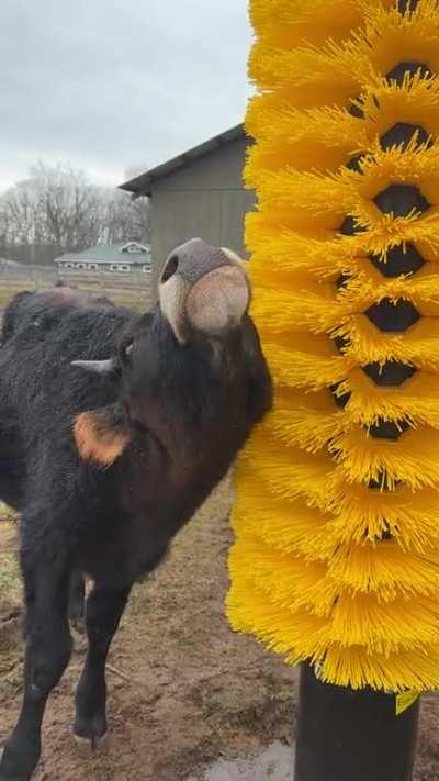 Heathcliff discovers our new cow scratching station👀❤️ (Woodstock Farm Sanctuary)