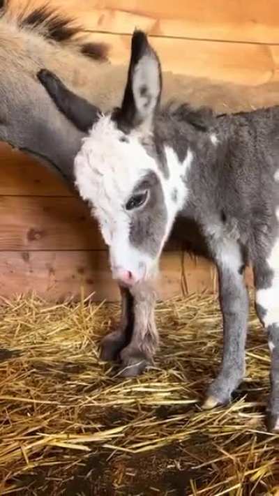 -Cute baby donkey-