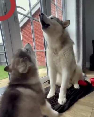 Son, today I will teach you how to flirt with a pretty girl