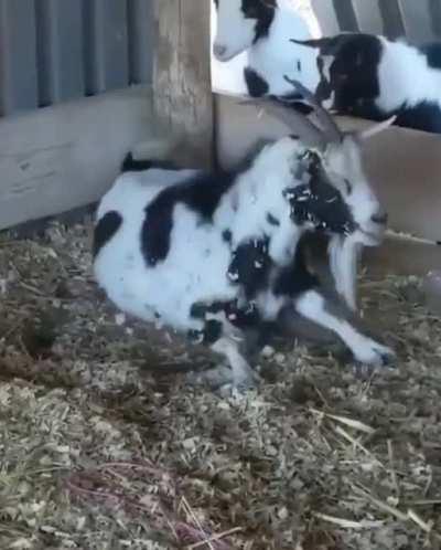 Goats as a species are derpy