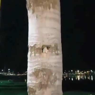🔥 A group of parrots nesting inside a palm tree 🔥