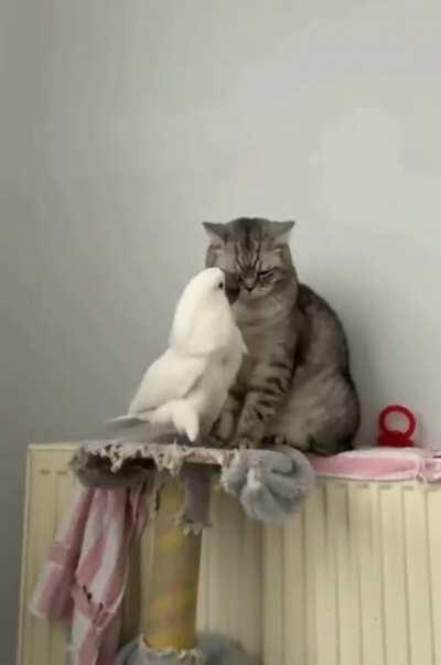 You are so fluffy would you like to be my friend?