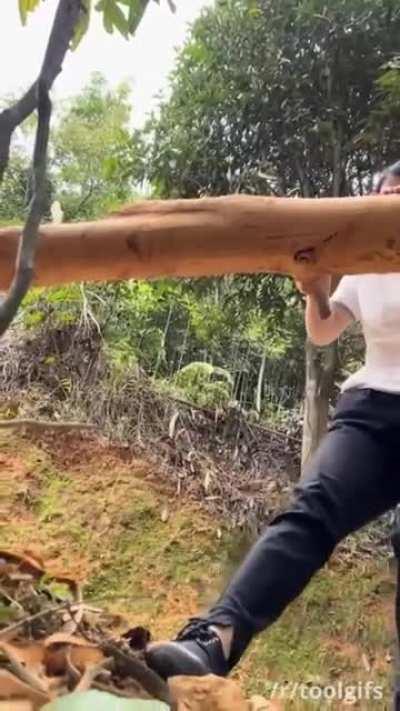 How cinnamon is harvested. Outer bark is peeled and discarded to get to the fragrant inner bark.
