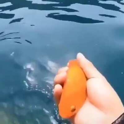 Holup! Wakanda fish is dat?