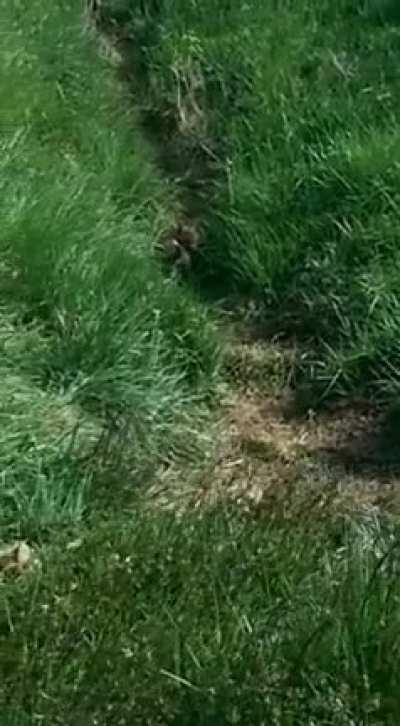 Es ist Fuchswelpentag