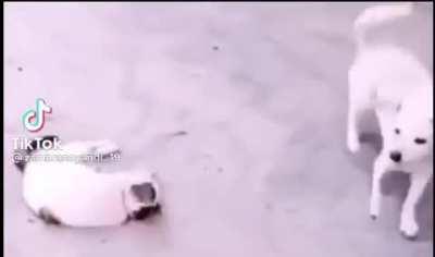 A dog and a cat playing soccer