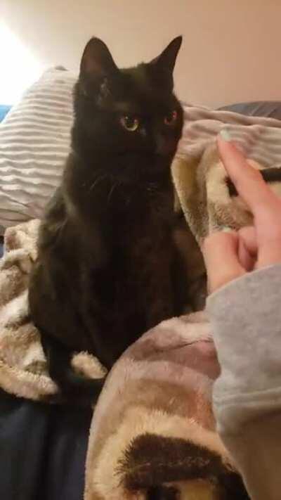 Cat not responding to boops. Should I try restarting her?