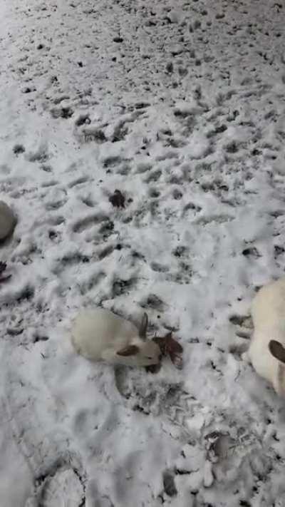 Mom and kits in the snow. So wonderful to watch her struggle to wrangle them home. WELCOME TO MY LIFE MOM!!!