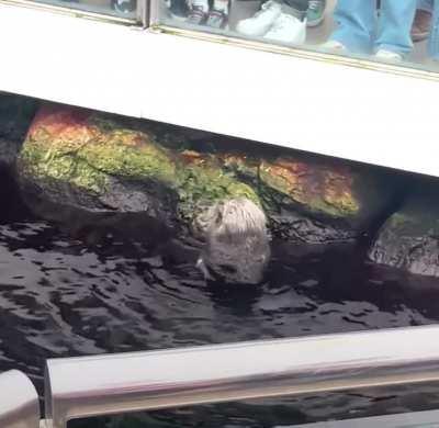 Otter smashing an iPhone against a rock