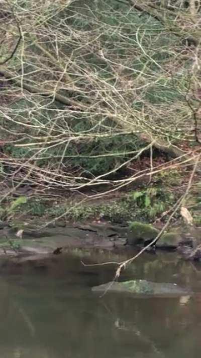 Wild otters in north east of England!