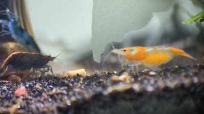 Probably discussing birthing plans