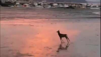 🔥 A deer goes for a morning skip along the beach