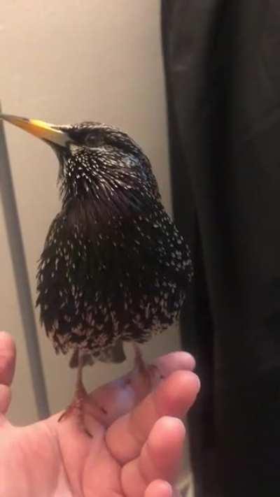 European Stirling imitating human and robot bros.