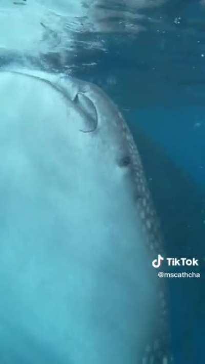 I'd be totally calm in this situation....