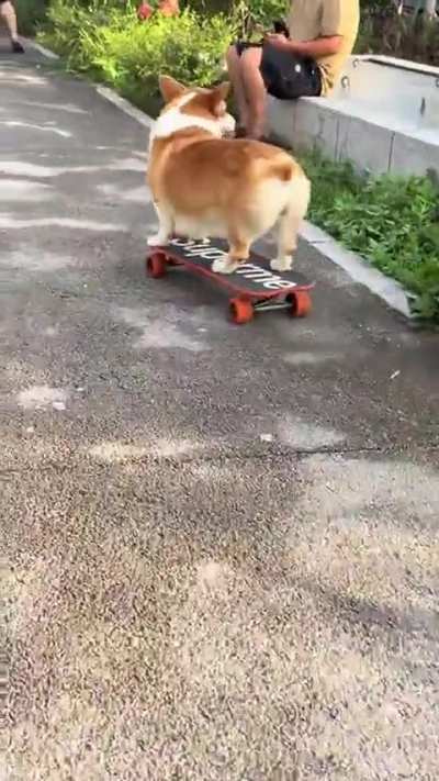 Get a vet in here cause that dog is fucking sick