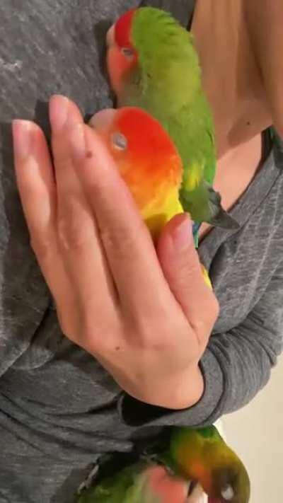 when the birbs party too hard with millet..