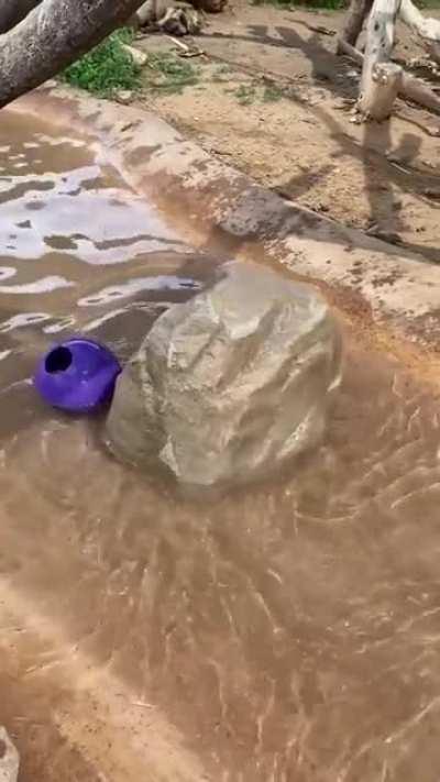 Seria essa a lendária Stealth Lontra BR?