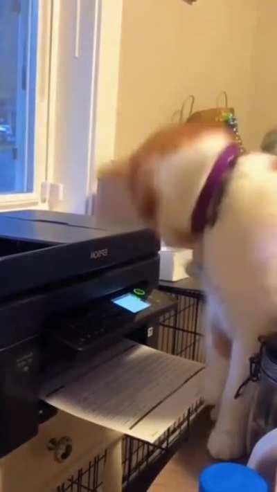 Mittens has a sudden epiphany on why it’s important to be Agile