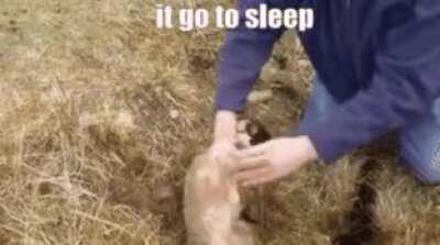 Man helps cow go hibernate underground.