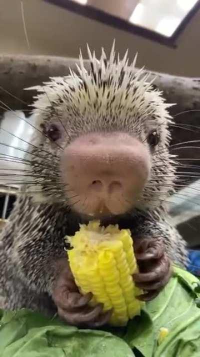 Baby porcupine pigging out.