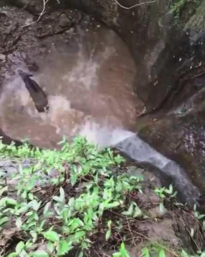 🔥 Wild boar and her piglets jumping from the waterfall