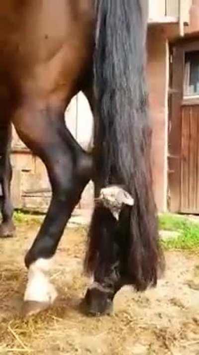 The kitten found the best place to play.