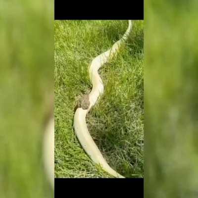 Bros on Snakeway 💀