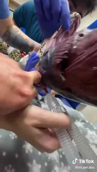 Врачи извлекают одеяло, которое съела змея