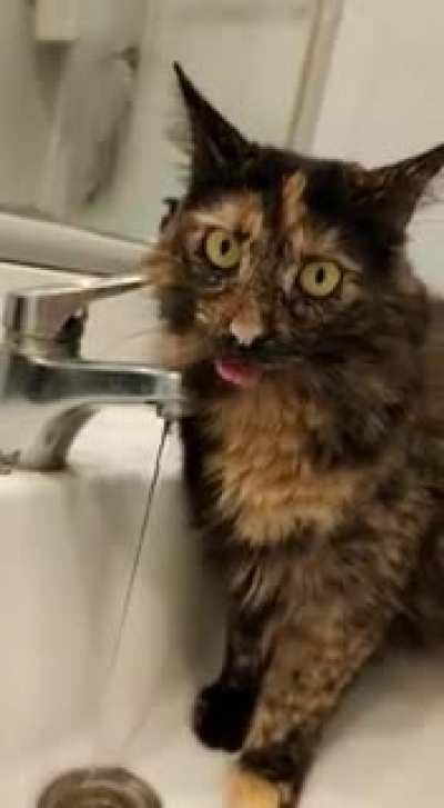 Cat.exe stopped working.