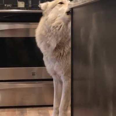 Howling In The Kitchen