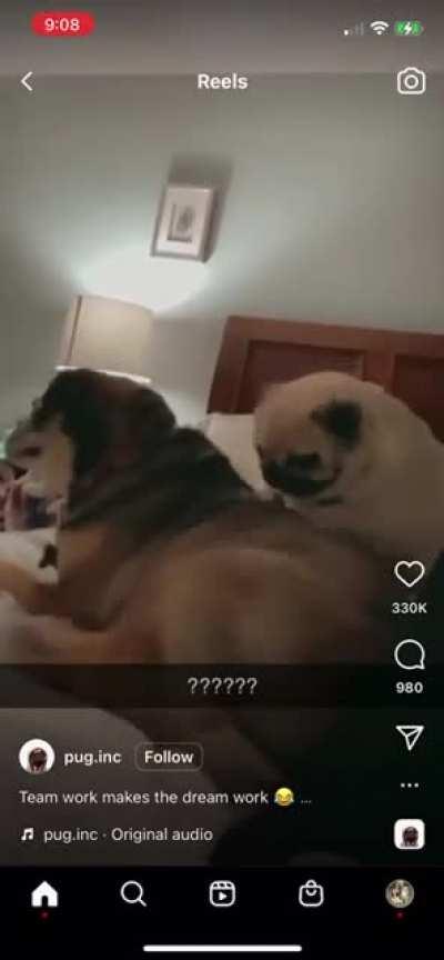 The best backscratcher ever!